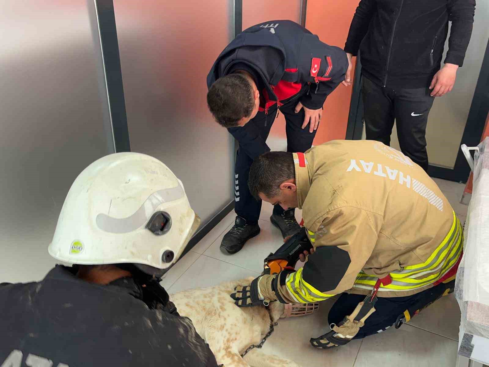 Boynuna zincir sıkışan köpeğin imdadına itfaiye yetişti 