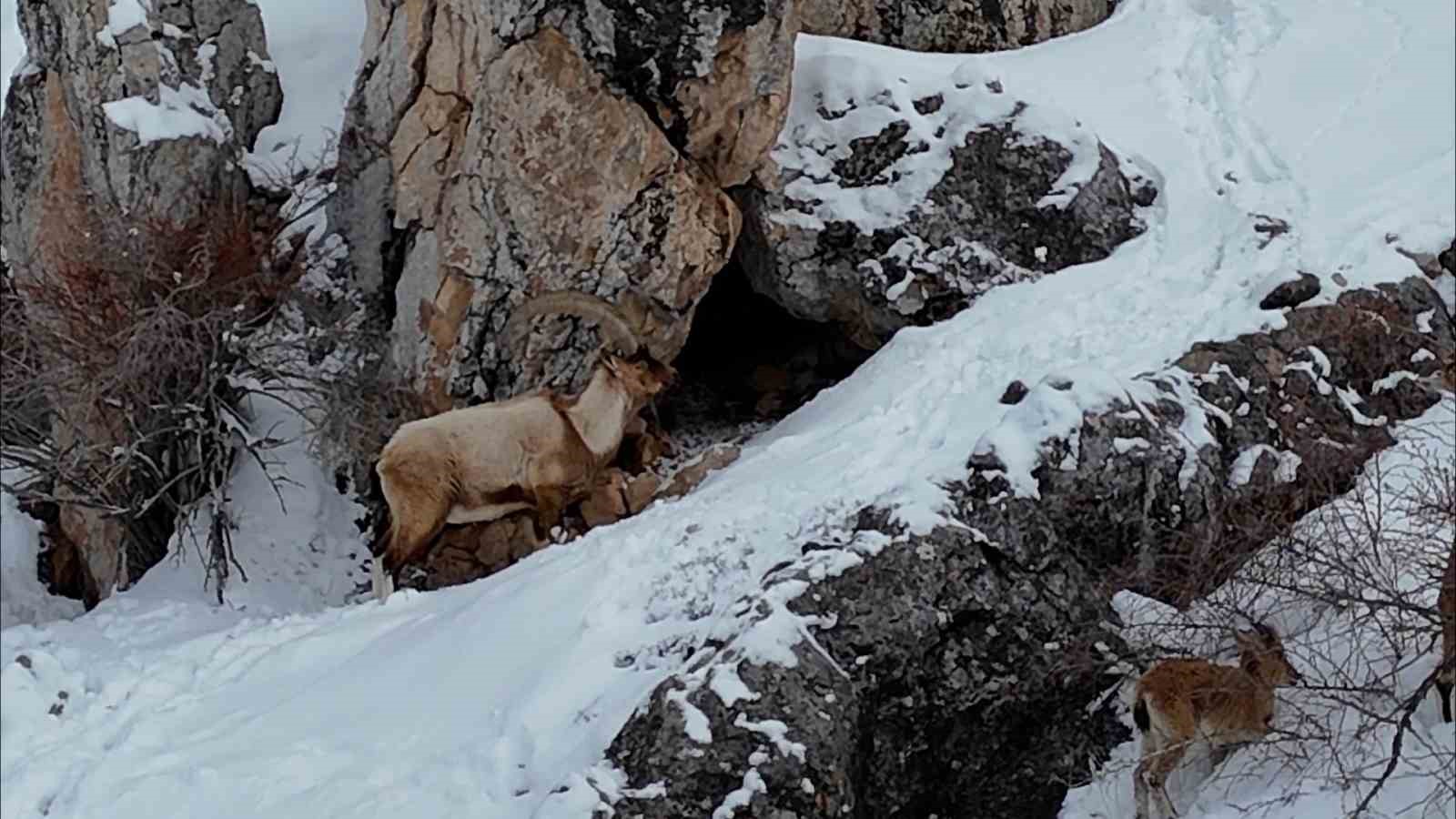 Aladağlar&rsquo;da kartpostallık kış manzarası: Dağ ke&ccedil;ileri dron ile g&ouml;r&uuml;nt&uuml;lendi
