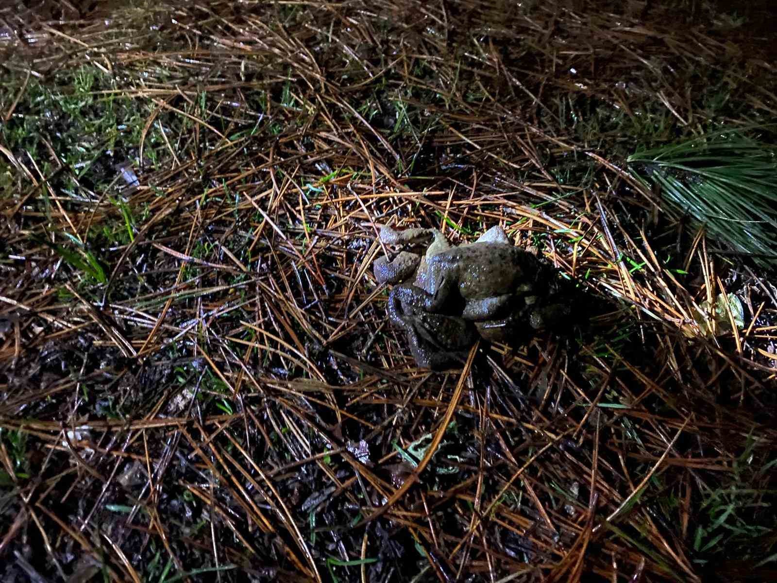 K&uuml;tahya&rsquo;da 5 bin yıllık g&ouml;&ccedil; yeniden başladı
