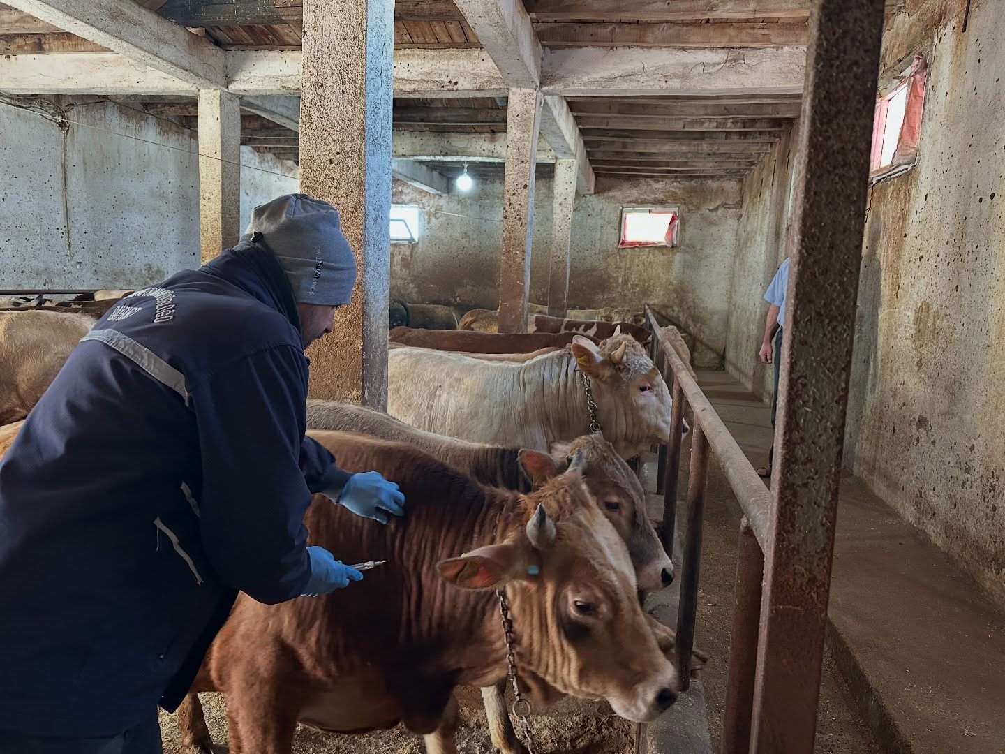 Aydıntepe’nin 23 köyünde ve 4 mahallesinde şap aşılama kampanyası tamamlandı