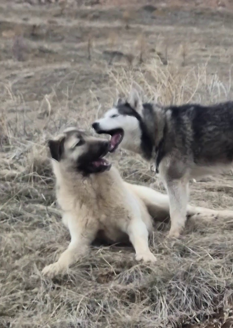 Rus g&uuml;zele g&ouml;nl&uuml;n&uuml; kaptıran kangala kadınlardan tepki: "Bizim erkeklerimiz b&ouml;yledir"
