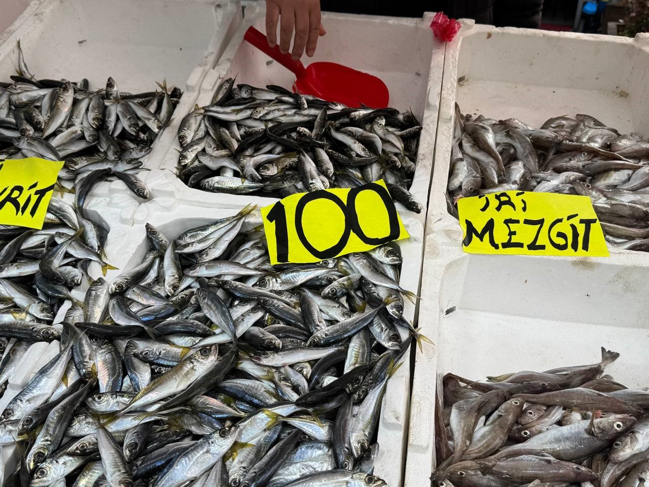 Zonguldak’ta tezgahlarda istavrit bolluğu: Kilosu 100 liradan satılıyor