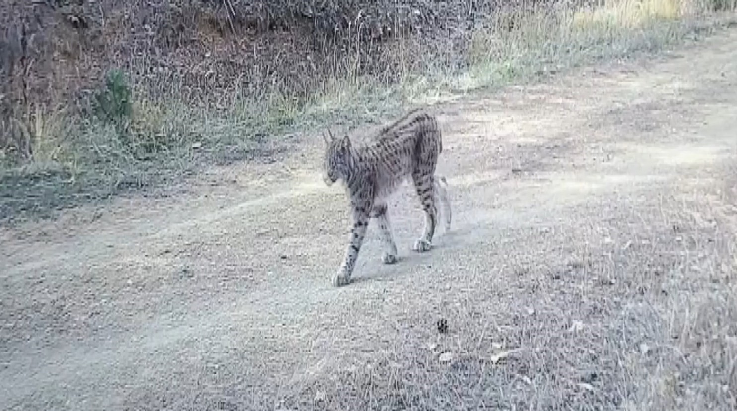 Çankırı’da "Ormanın hayaleti" vaşak görüntülendi