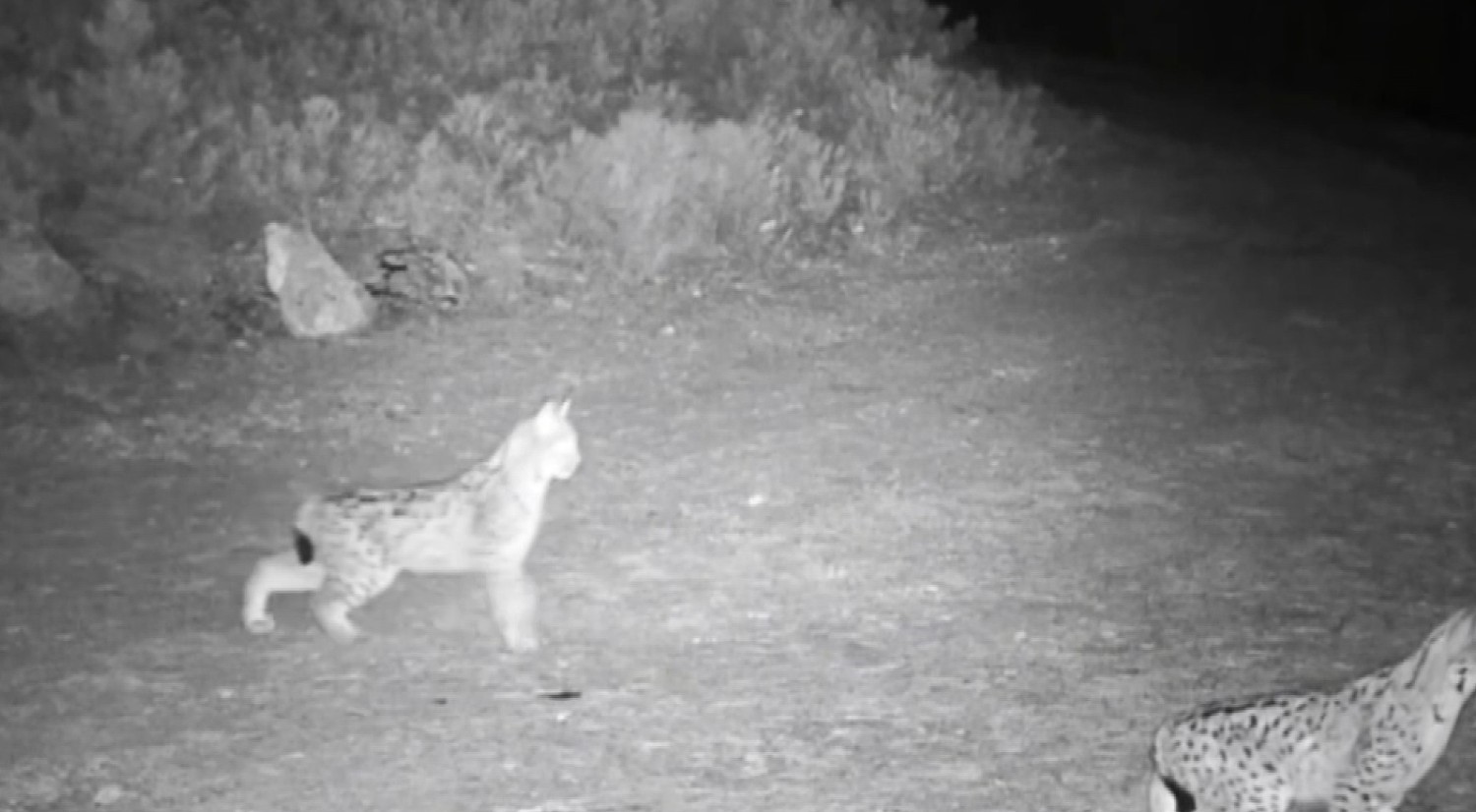 &Ccedil;ankırı&rsquo;da "Ormanın hayaleti" vaşak g&ouml;r&uuml;nt&uuml;lendi
