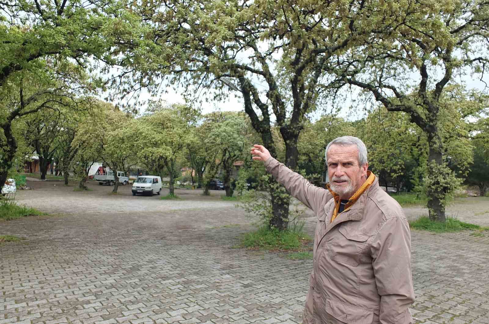 Burhaniye&rsquo;de tescilli tarihi meşeler &Ouml;ren&rsquo;e g&uuml;zellik katıyor
