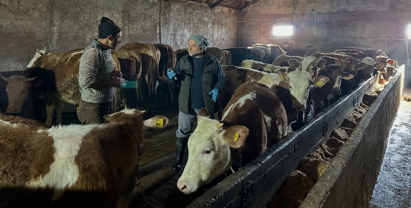 Aydıntepe’nin 23 köyünde ve 4 mahallesinde şap aşılama kampanyası tamamlandı