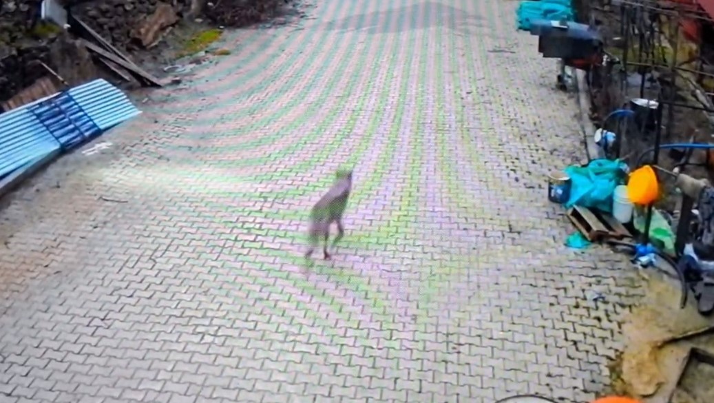 Feke’de yerleşim alanına inen kurt görüntülendi