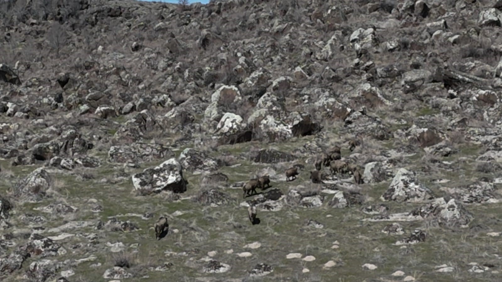 Adilcevaz’da domuzlar çiftçileri bezdirdi