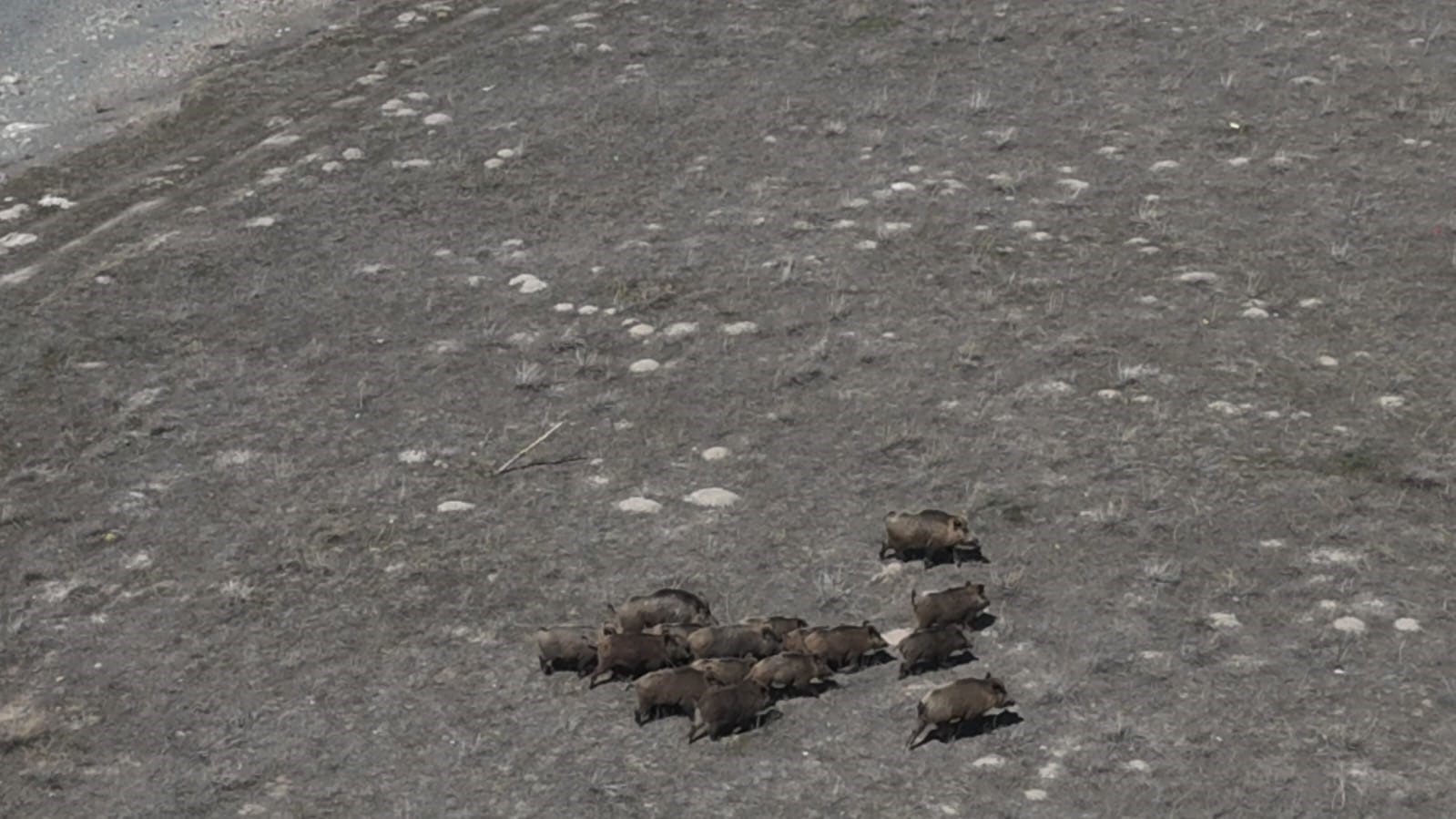 Adilcevaz’da domuzlar çiftçileri bezdirdi