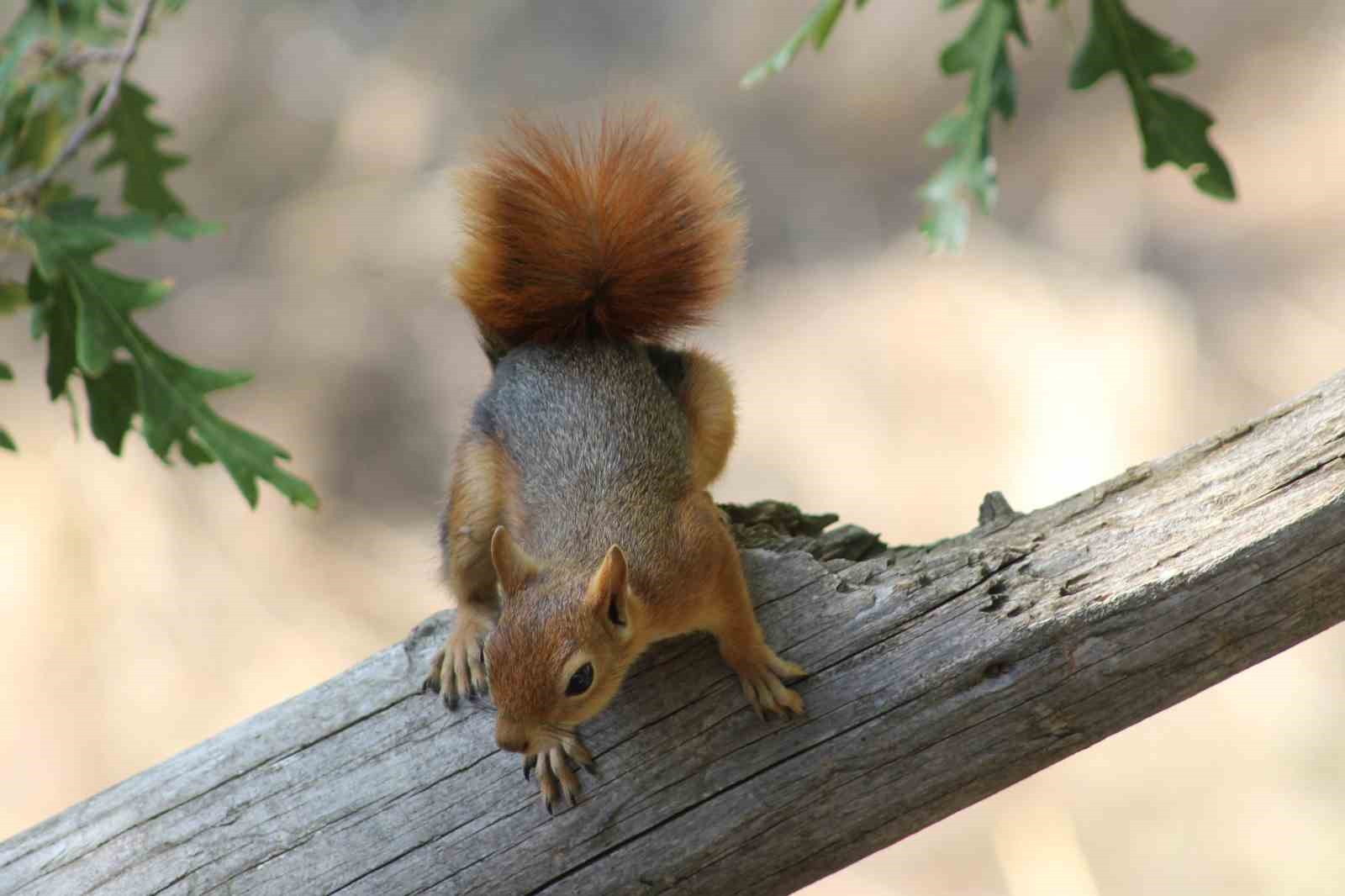Kızıl sincap piknik&ccedil;ilerin neşesi oldu
