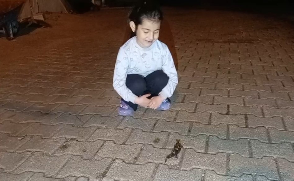 Adana’da ’semender’ görüldü