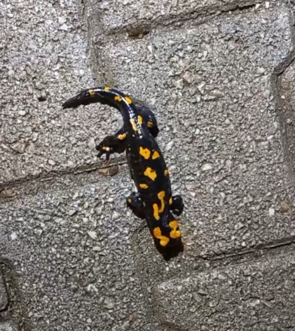 Adana&rsquo;da &rsquo;semender&rsquo; g&ouml;r&uuml;ld&uuml;
