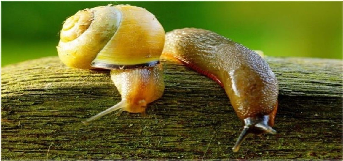 Salyangoz ve sümüklü böcek uyarısı