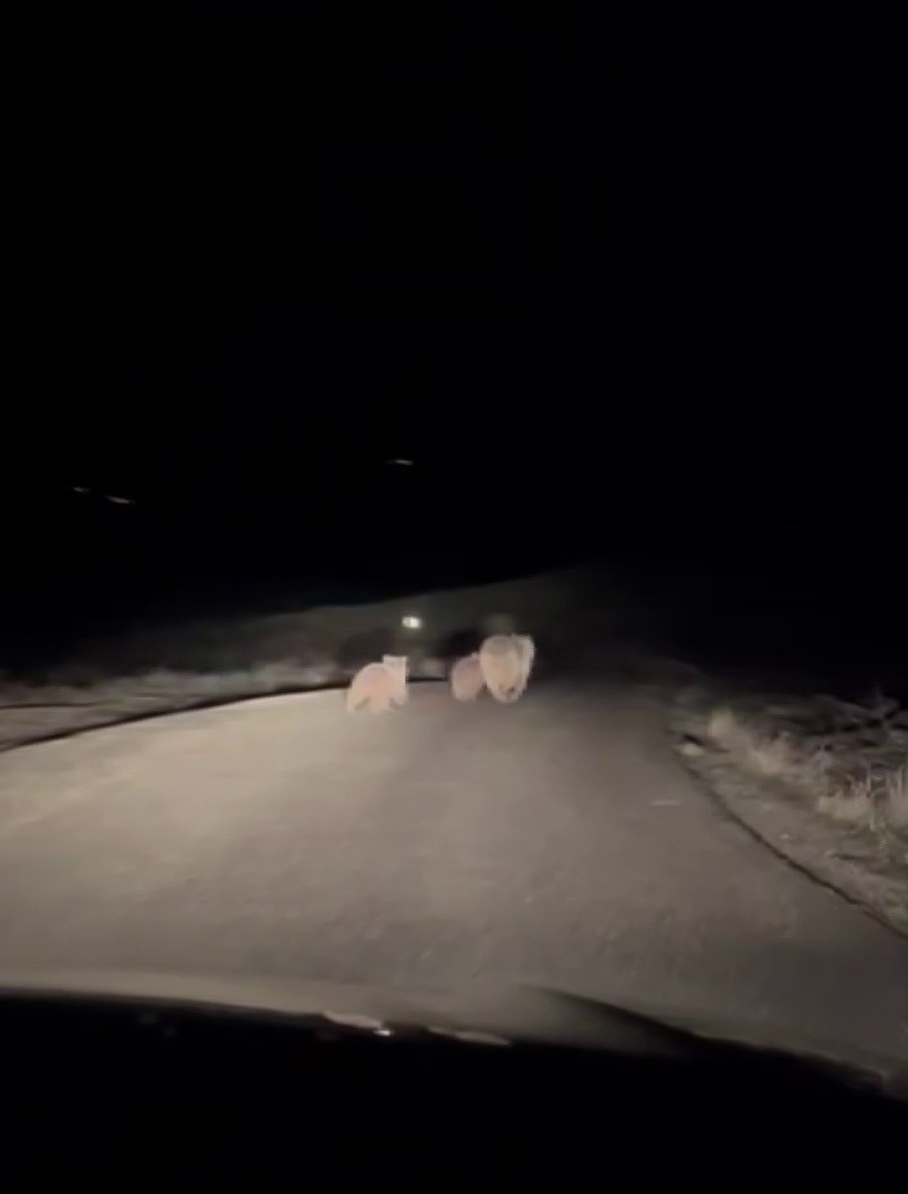 Kış uykusundan uyanan ayı ve yavruları yemek ararken g&ouml;r&uuml;nt&uuml;lendi
