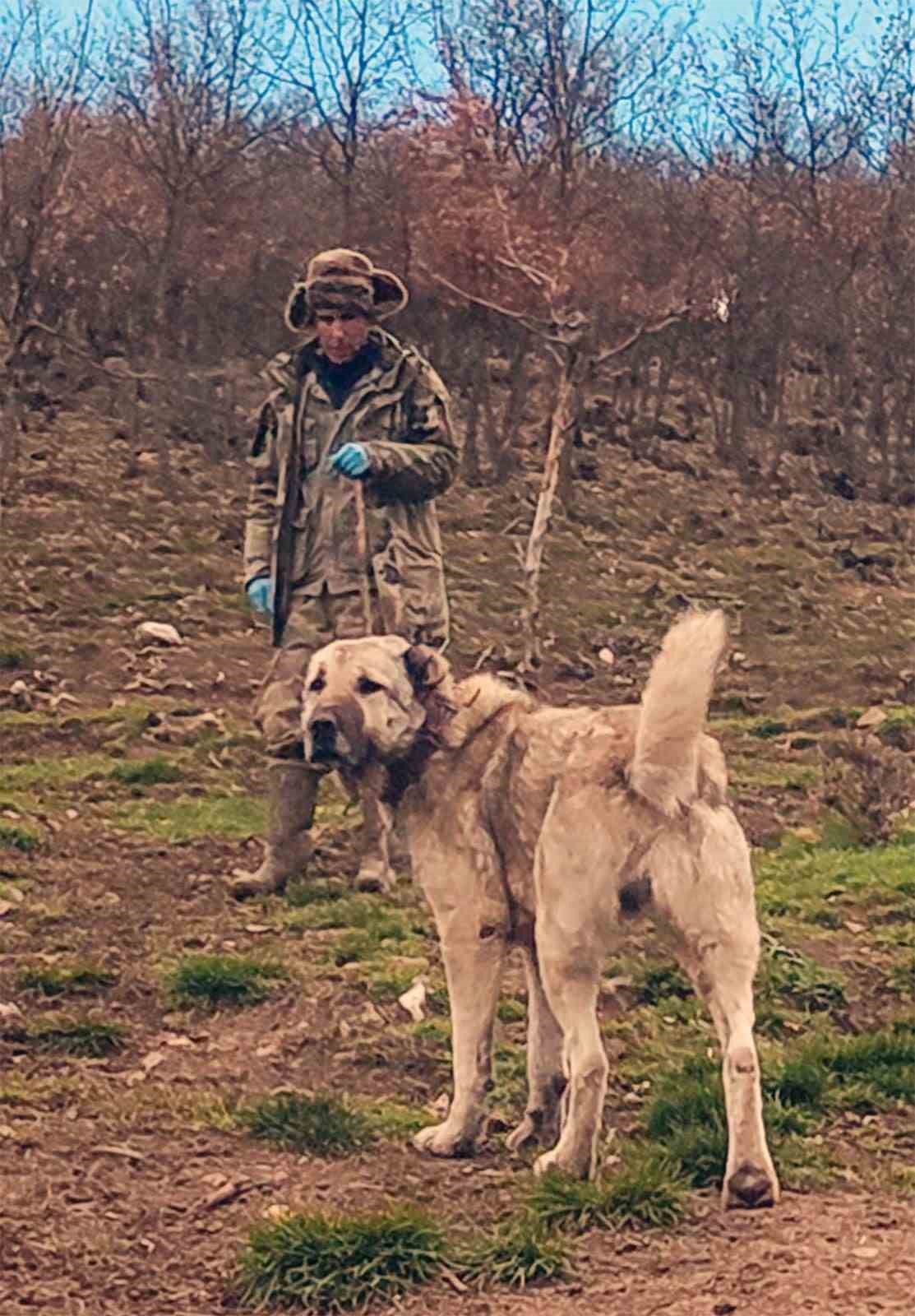 S&uuml;r&uuml;n&uuml;n muhafızı &ccedil;oban k&ouml;pekleri, &ccedil;obanlara can dostu oluyor
