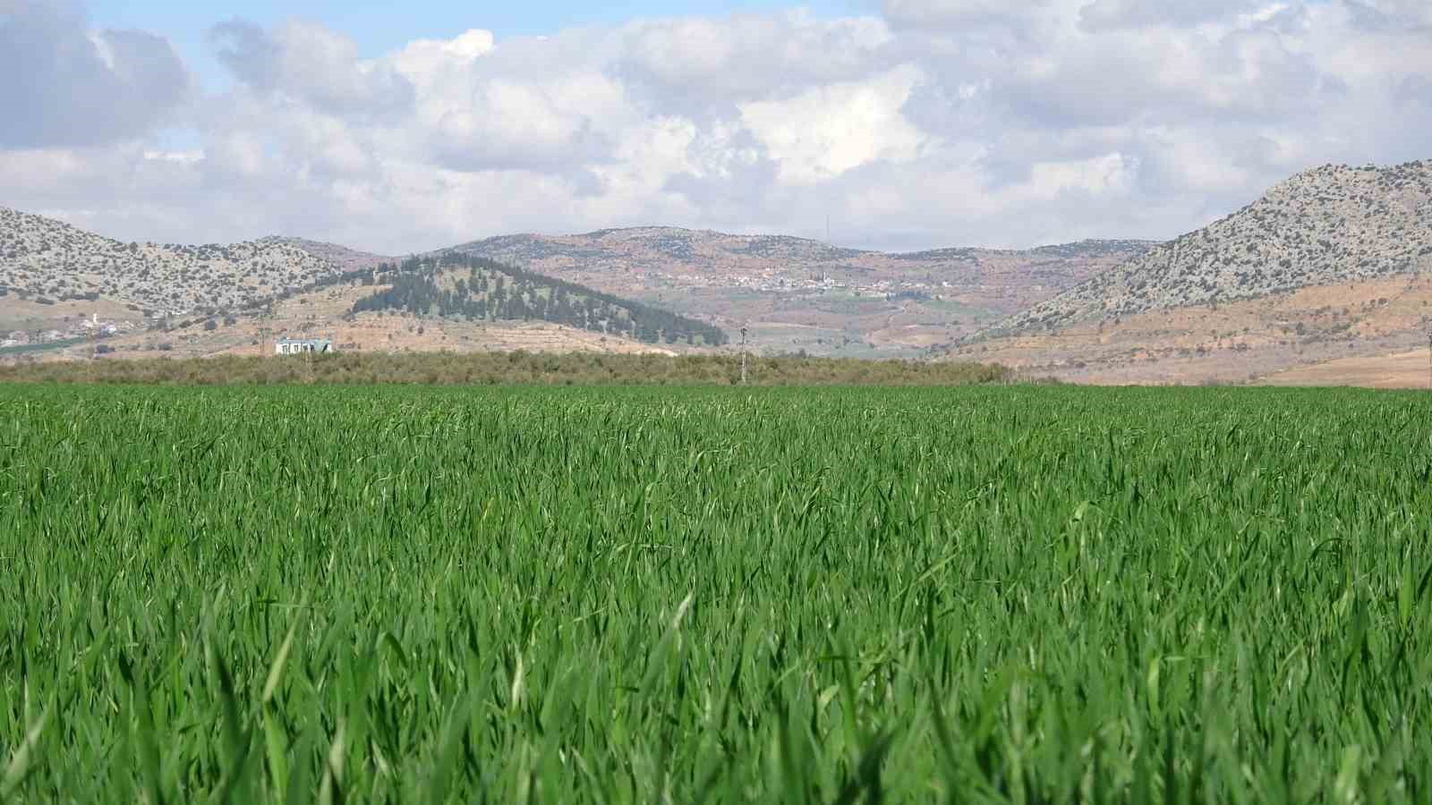 Yağışlar buğday üreticisinin yüzünü güldürdü