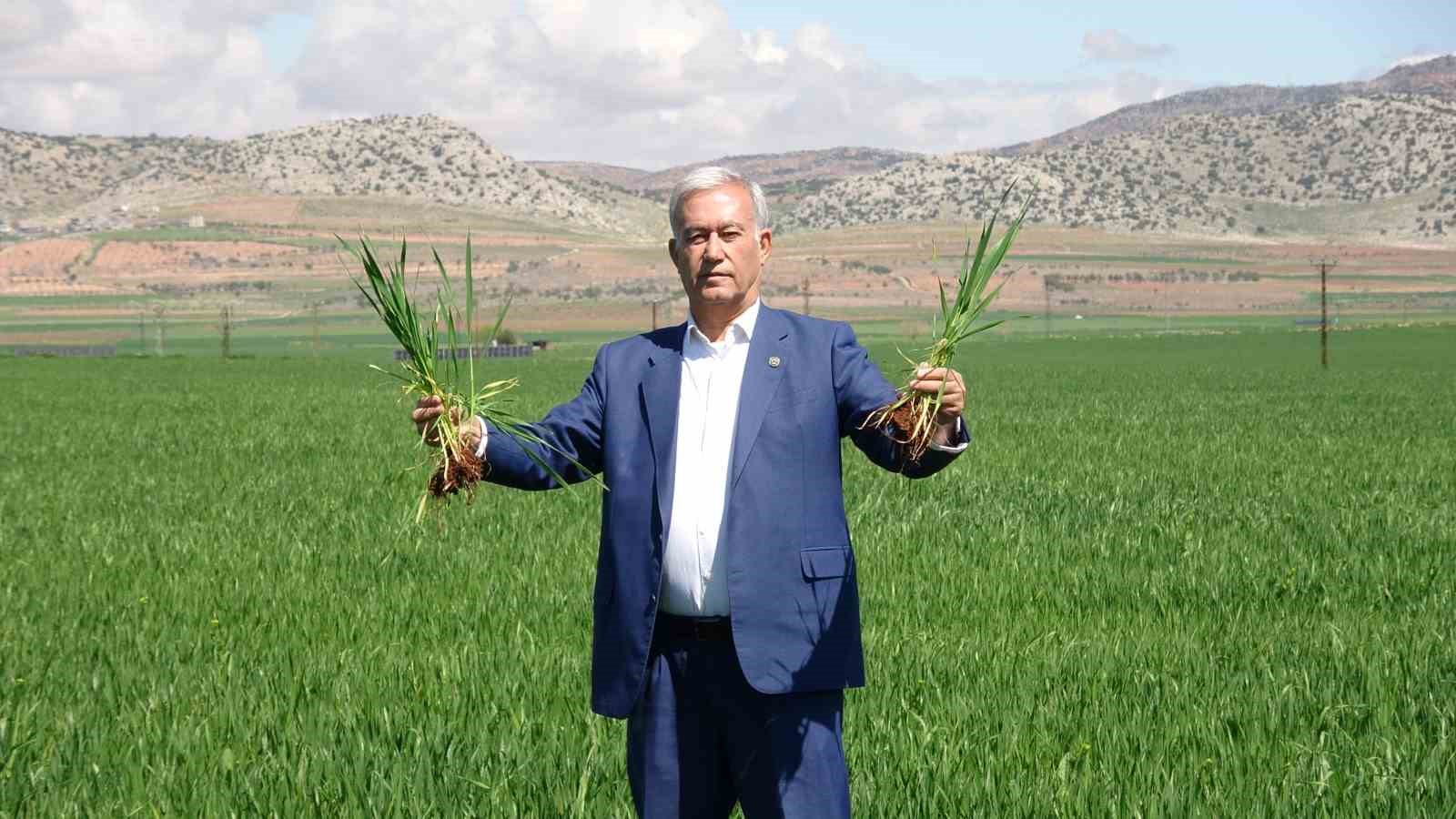 Yağışlar buğday &uuml;reticisinin y&uuml;z&uuml;n&uuml; g&uuml;ld&uuml;rd&uuml;
