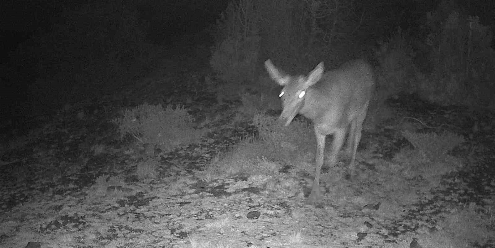 Kütahya’da yaban hayatı fotokapana takıldı