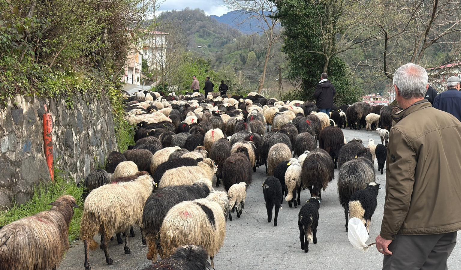 Artvin’de zorlu yayla göçü başladı