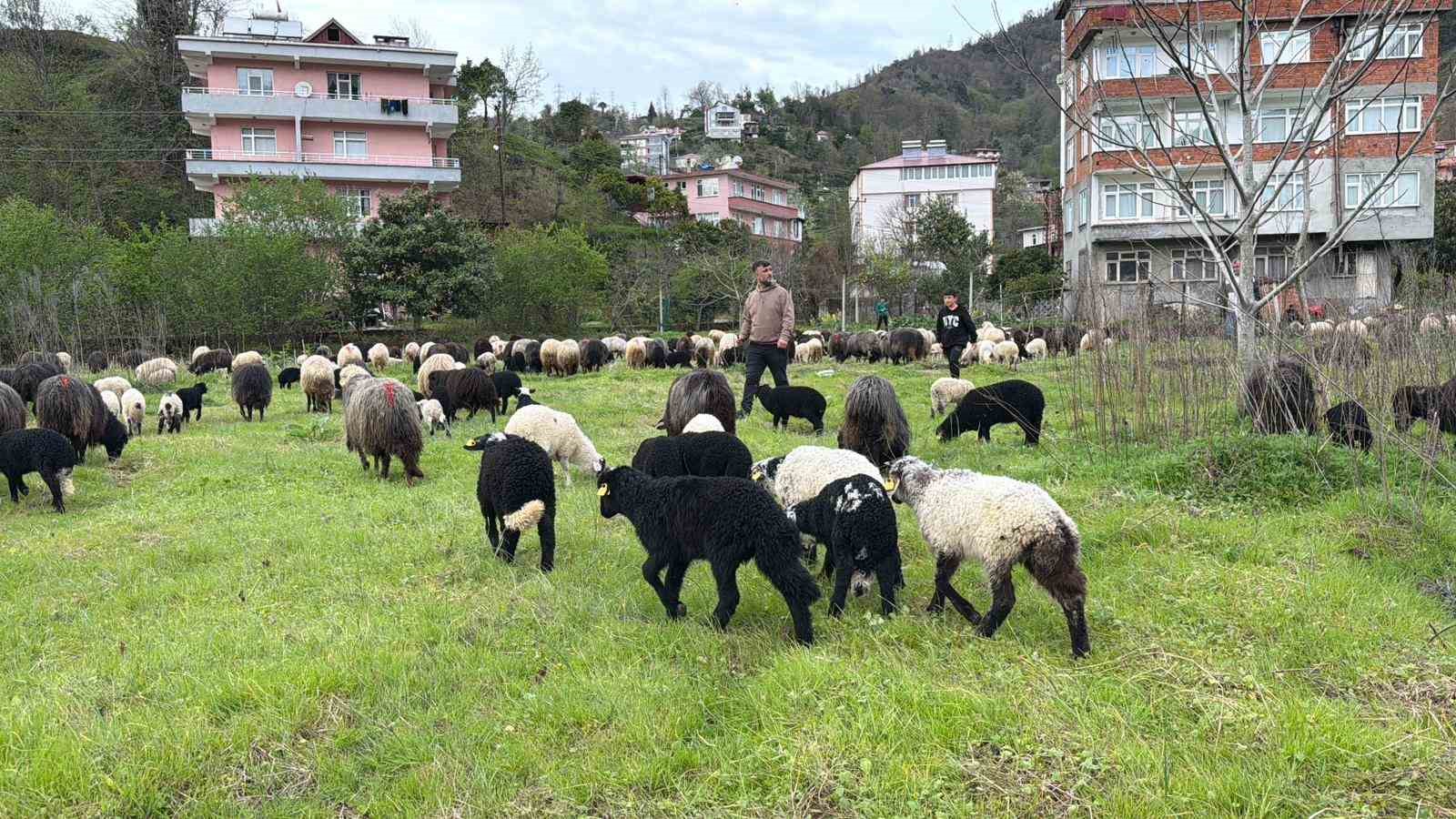 Artvin&rsquo;de zorlu yayla g&ouml;&ccedil;&uuml; başladı
