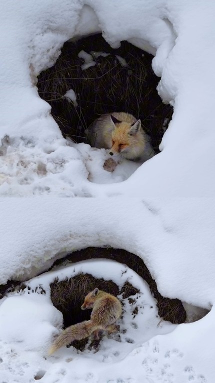Bing&ouml;l&rsquo;de yuvasında g&ouml;r&uuml;nt&uuml;lenen kızıl tilki mest etti
