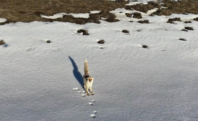 Karlı arazide yiyecek arayan tilki dron kamerasına yansıdı