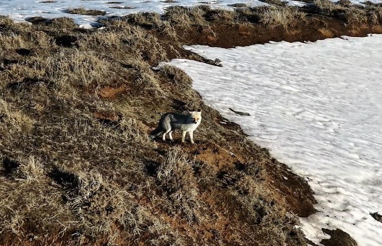 Karlı arazide yiyecek arayan tilki dron kamerasına yansıdı