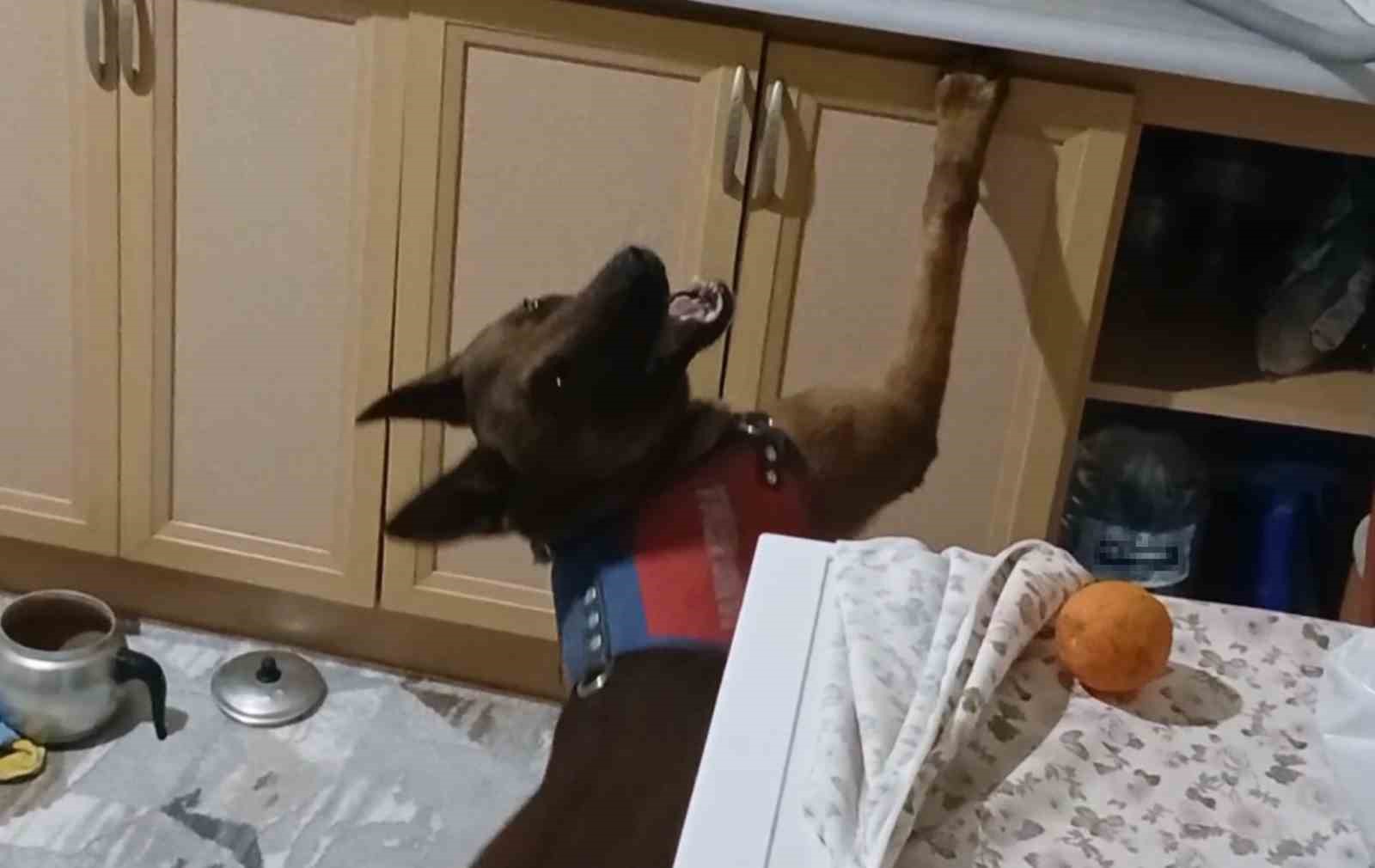 Burnuyla kokladı, patisiyle uyuşturucuların yerini gösterdi