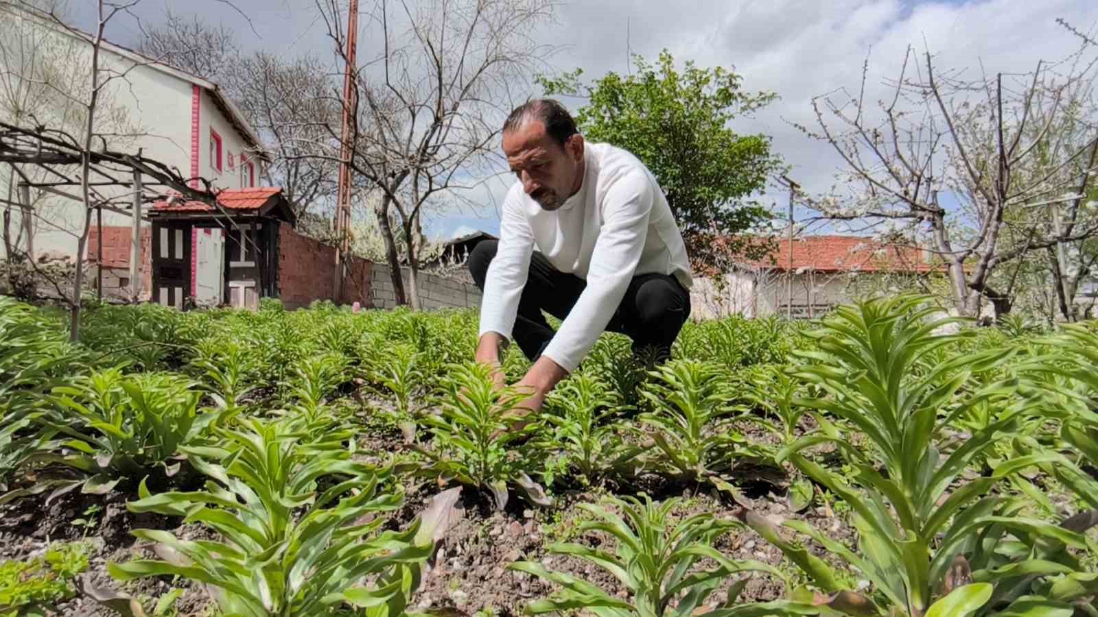 Babasından miras kalan akzambaklara g&ouml;z&uuml; gibi bakıyor
