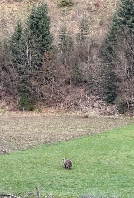 Kış uykusundan uyanan ayılar, ormanlık alanda beslenirken g&ouml;r&uuml;nt&uuml;lendi
