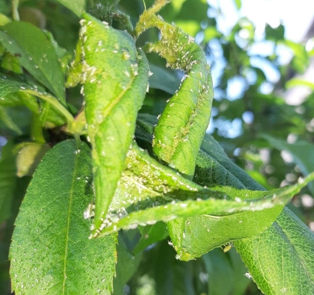 Salihli&rsquo;de meyve &uuml;reticilerine &rsquo;&Ccedil;il ve filiz g&uuml;vesi&rsquo; uyarısı
