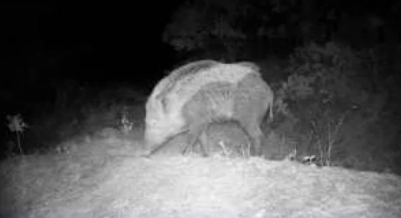 Karab&uuml;k&rsquo;te fotokapan yaban hayatını g&ouml;zler &ouml;n&uuml;ne serdi
