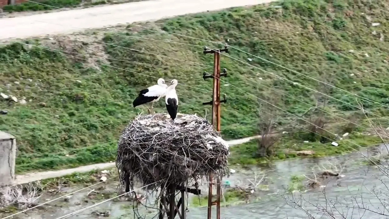 Baharın müjdecisi leylekler Sinop’a geldi