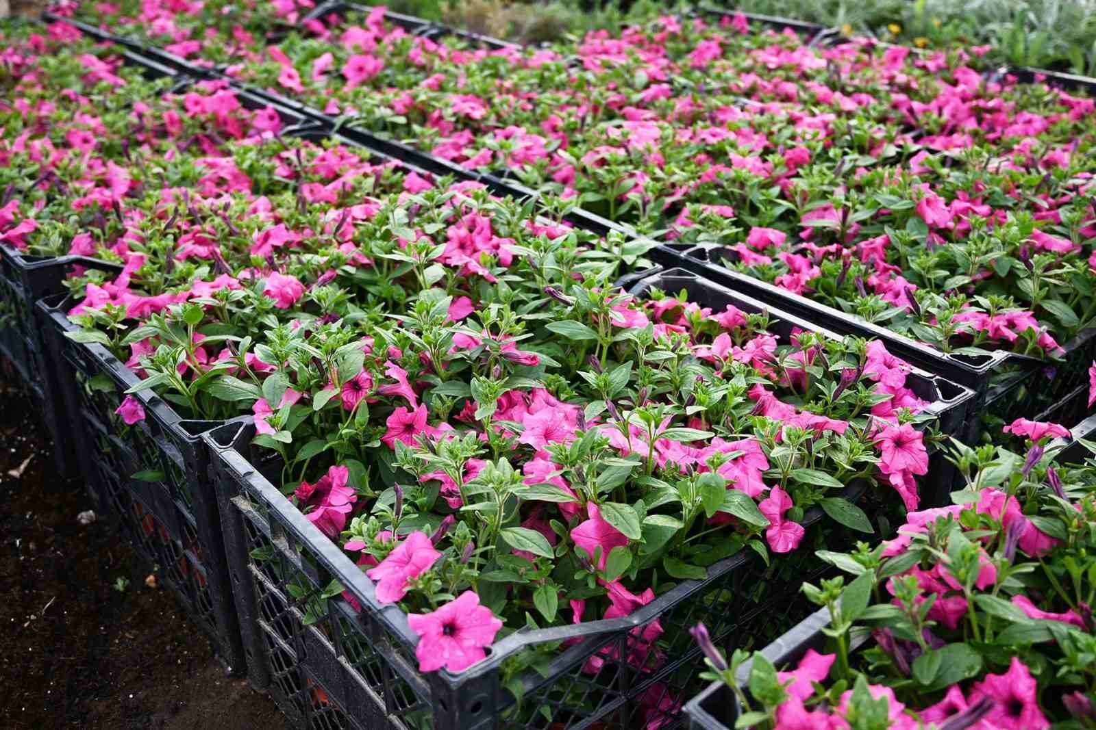 Kemer yaz sezonuna hazırlanıyor, il&ccedil;e petunyalarla s&uuml;sleniyor
