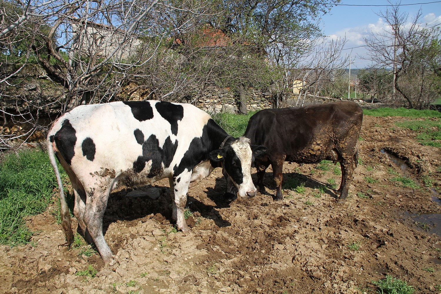 Kuyuya d&uuml;şen 7 aylık gebe inek kurtarıldı
