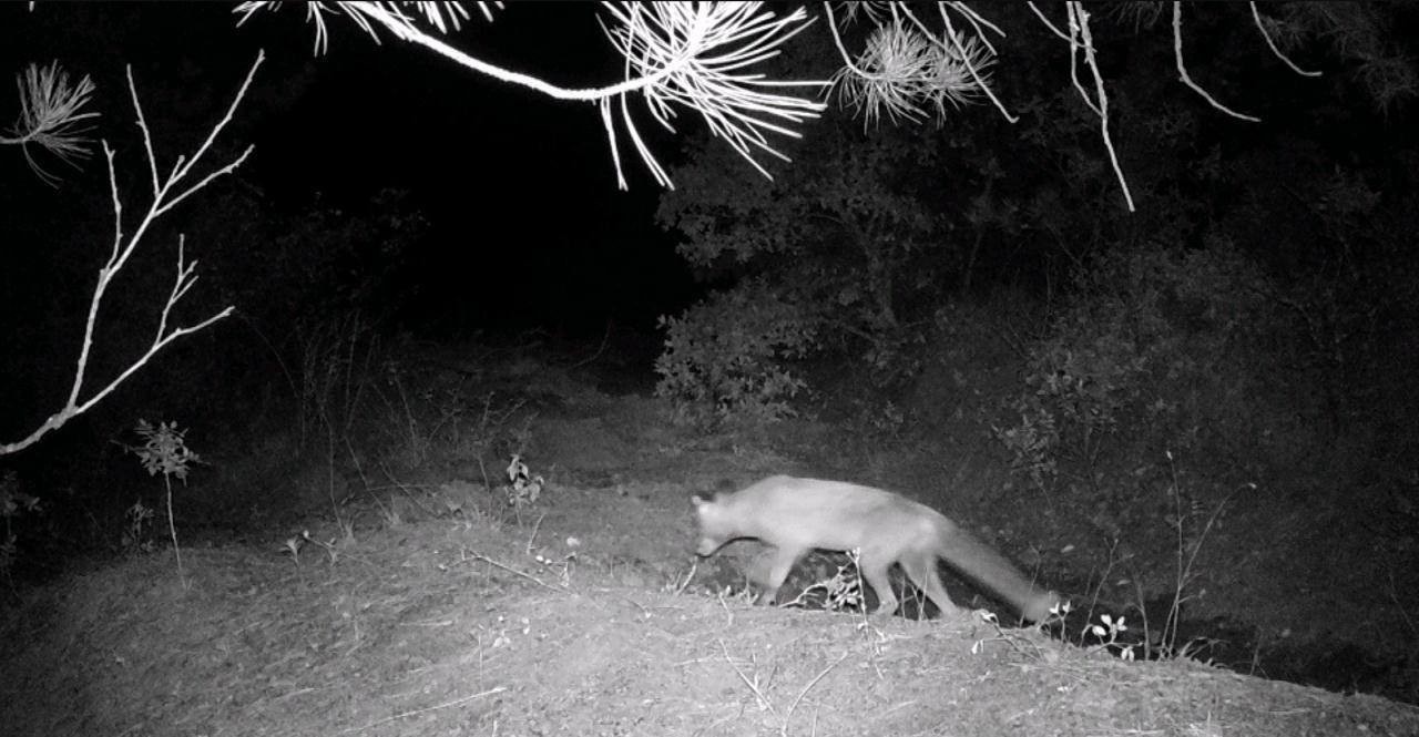 Karabük’te fotokapan yaban hayatını gözler önüne serdi