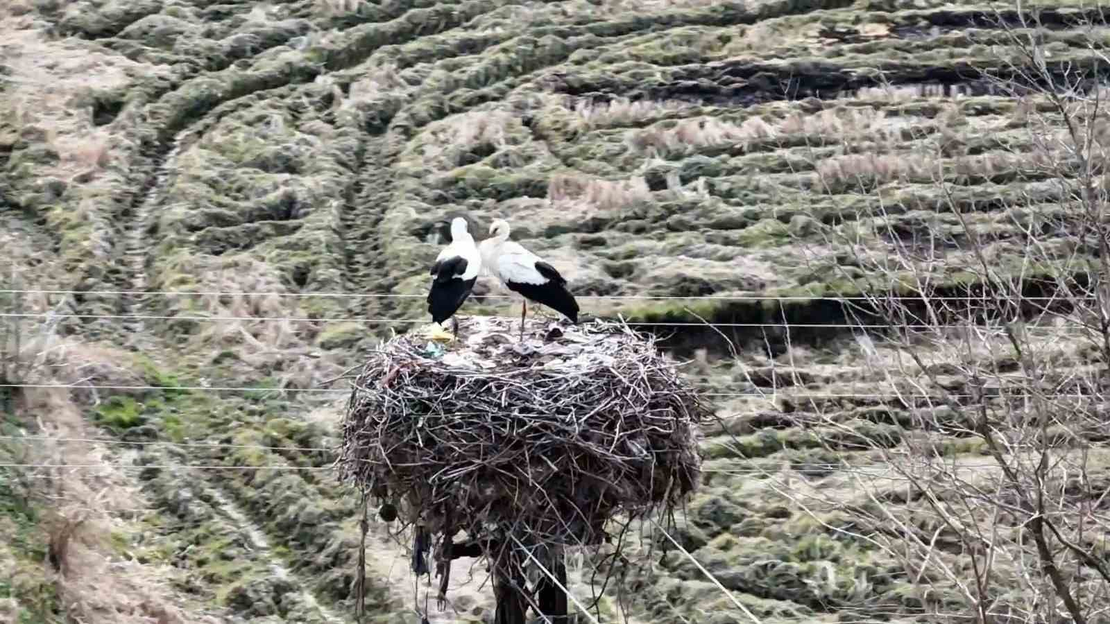 Baharın müjdecisi leylekler Sinop’a geldi