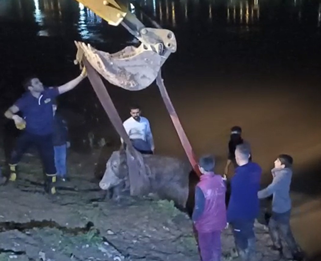 Dicle Nehri&rsquo;ne d&uuml;şen ineği itfaiye iş makinesiyle kurtardı
