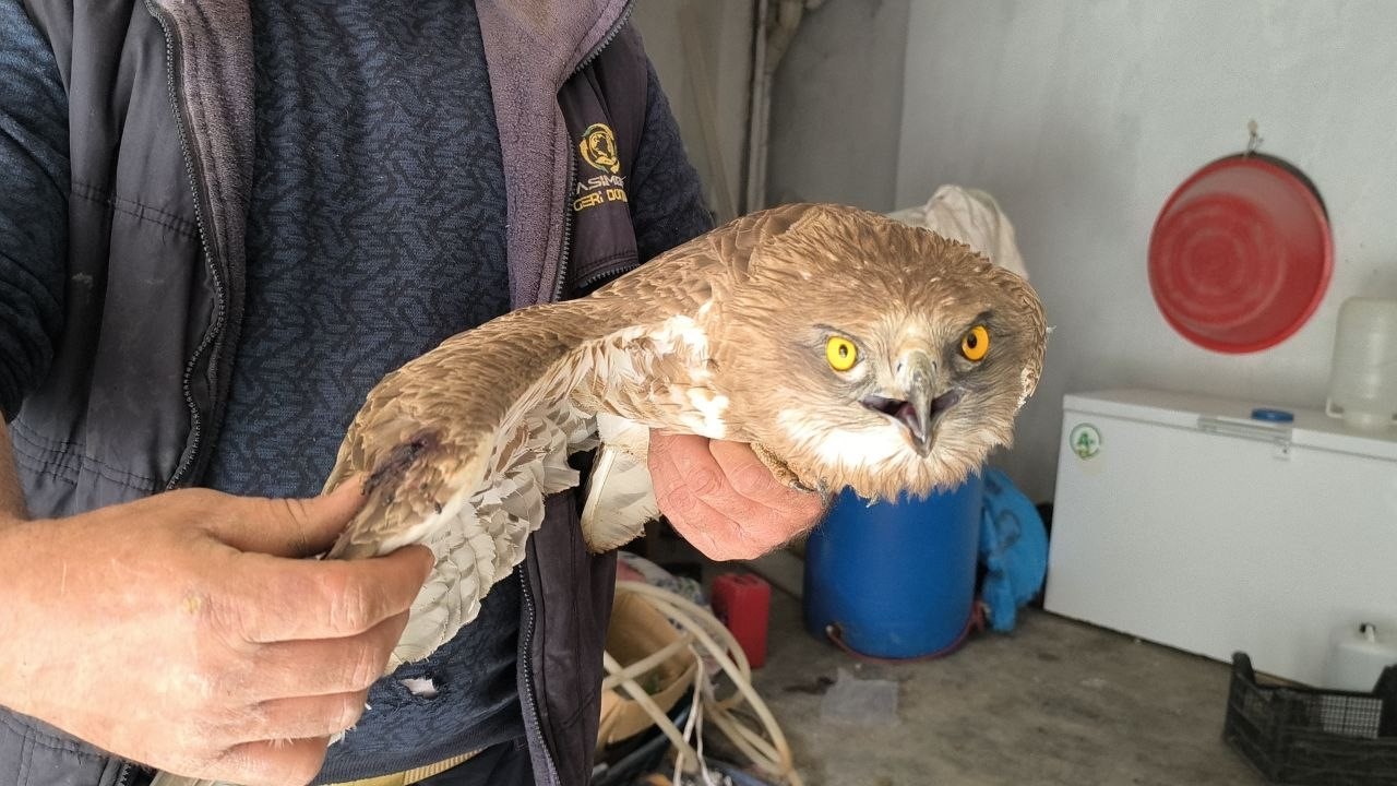 Gercüş’te yaralı kızıl şahine şefkat eli