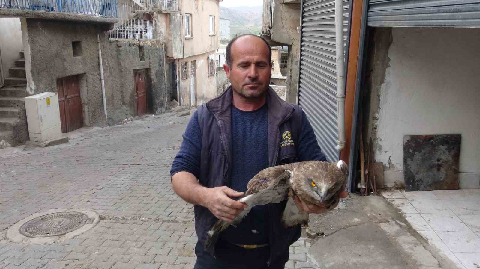 Gerc&uuml;ş&rsquo;te yaralı kızıl şahine şefkat eli
