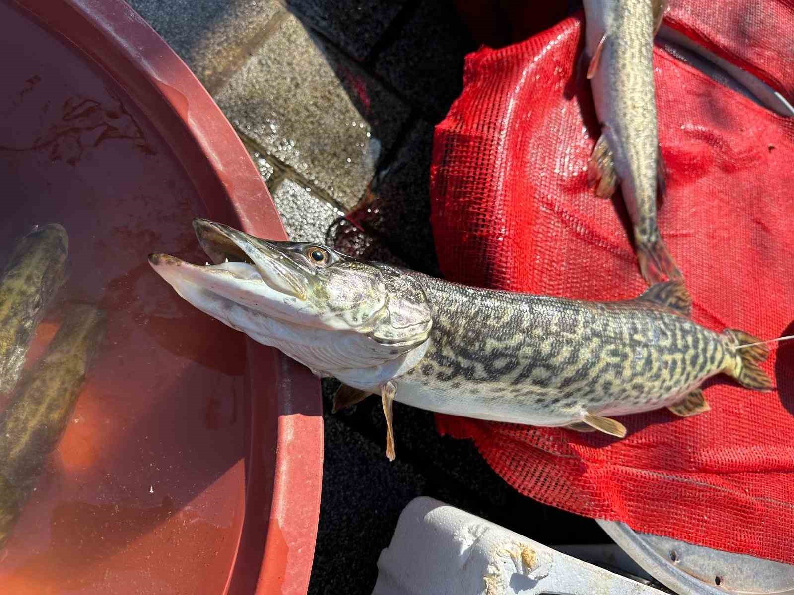 Ulubat G&ouml;l&uuml;&rsquo;nde su &ccedil;ok olunca yakalanamayan turna sezonu pahalı a&ccedil;ıldı
