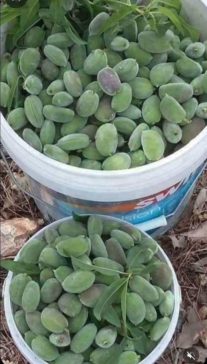 &Ccedil;ermik&rsquo;te yılın ilk &ccedil;ağla hasadı başladı
