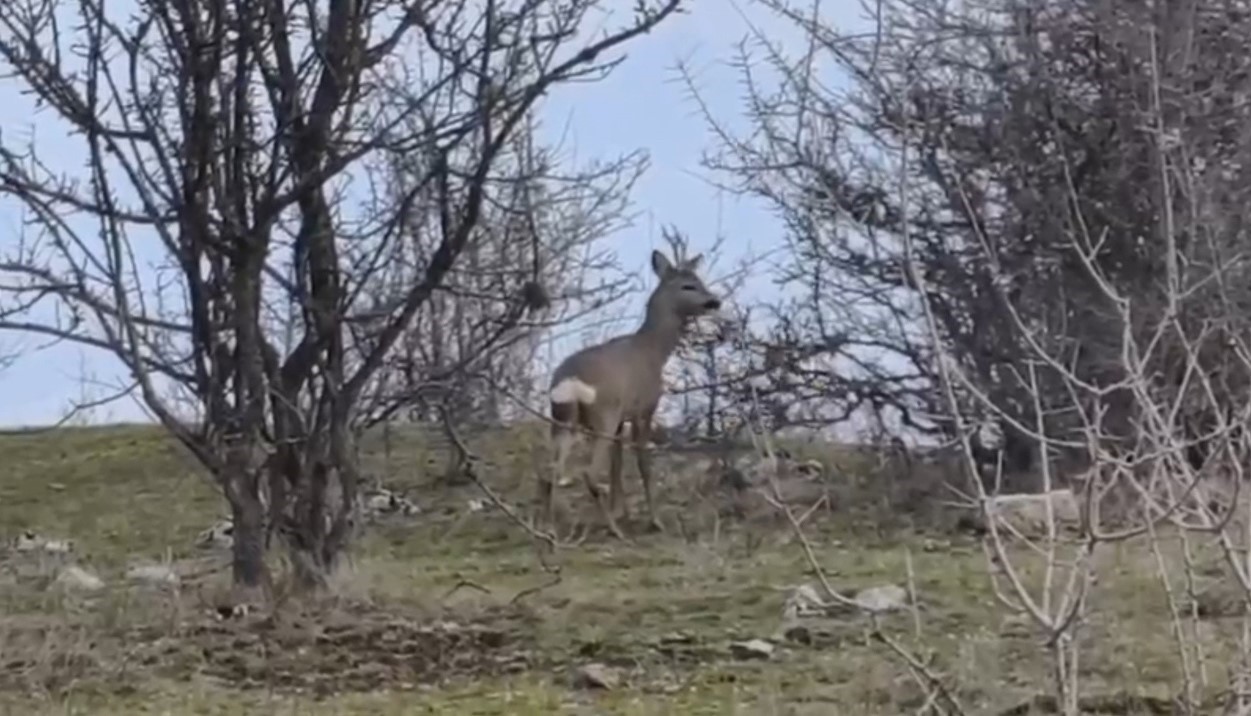 Karabük ormanlarının zarif sakinleri böyle görüntülendi