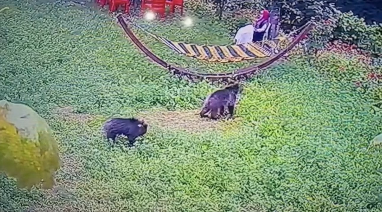 Bah&ccedil;eye giren yavru ayılar kamerada
