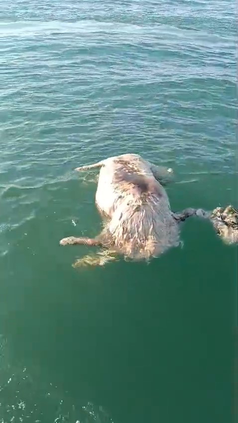 Sinop’ta denizde ölü inek bulundu