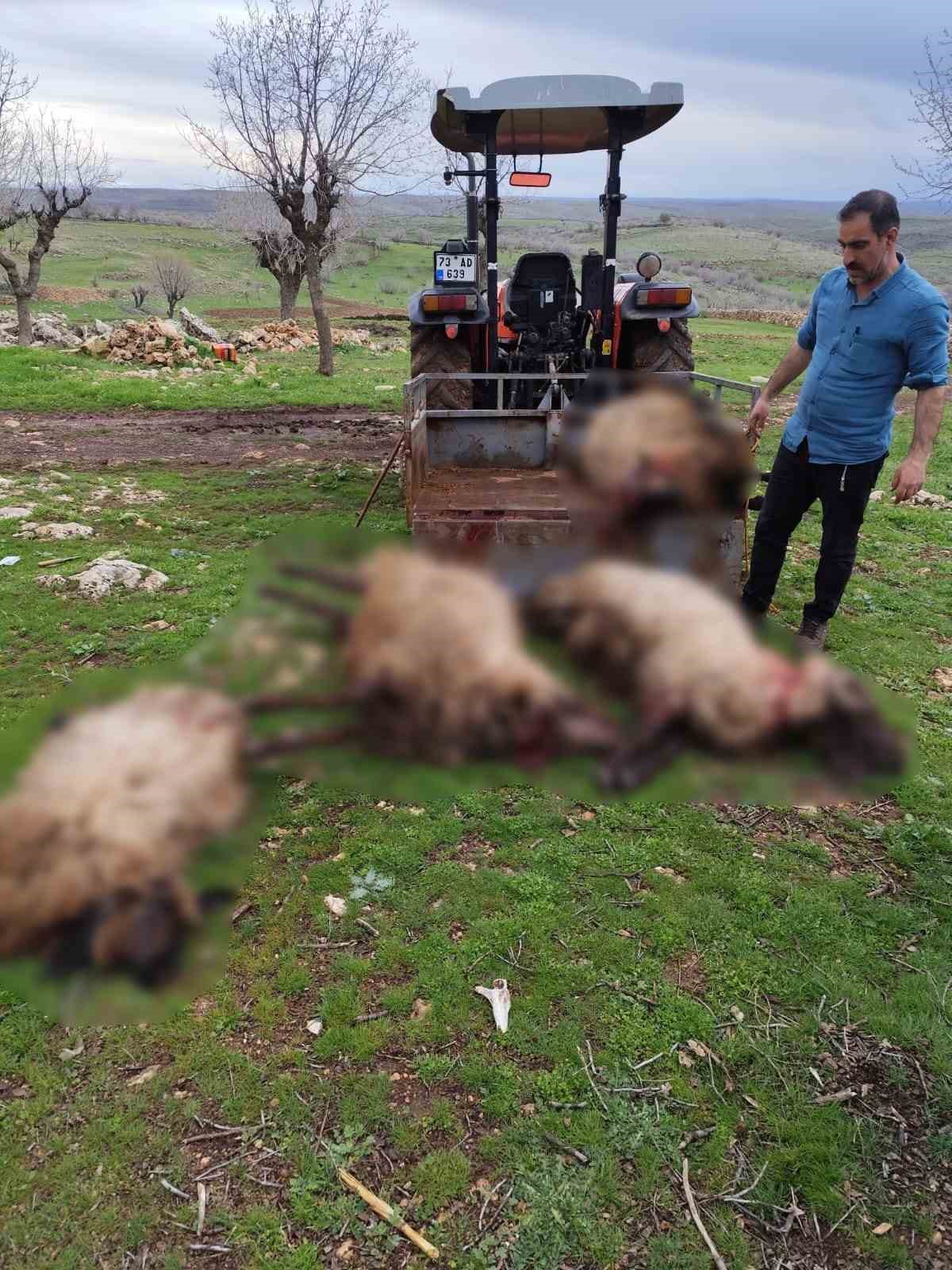 Mardin&rsquo;de yıldırım d&uuml;şmesi sonucu 8 k&uuml;&ccedil;&uuml;kbaş hayvan telef oldu
