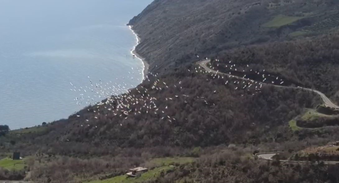 Tekirdağ&rsquo;da pelikanların senkronize u&ccedil;uşu g&ouml;rsel ş&ouml;len sundu
