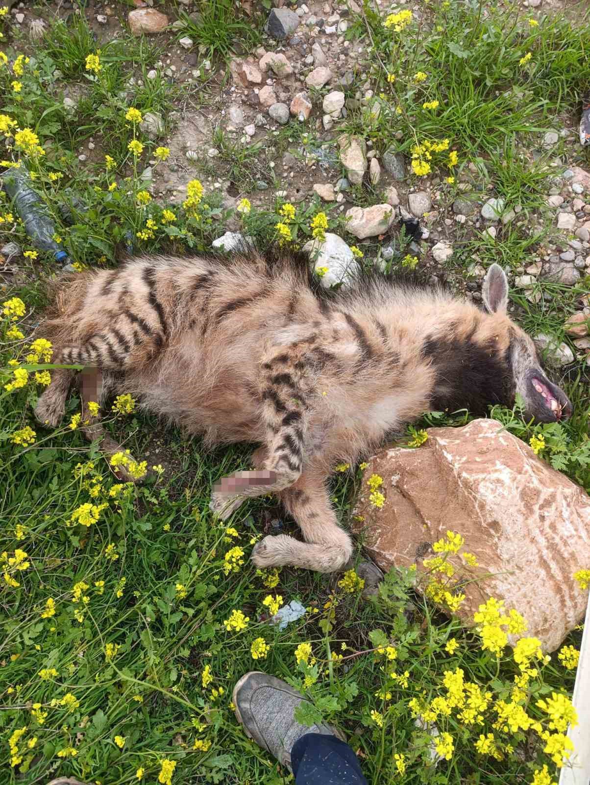 Aracın &ccedil;arptığı sırtlan telef oldu
