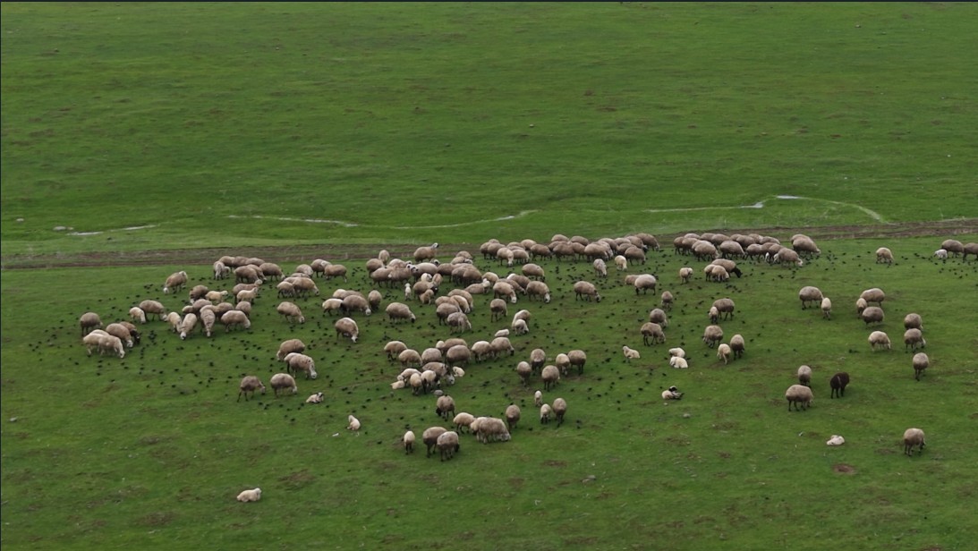 Meradaki koyunların yanına gelen sığırcık kuşları g&ouml;rsel ş&ouml;len sundu
