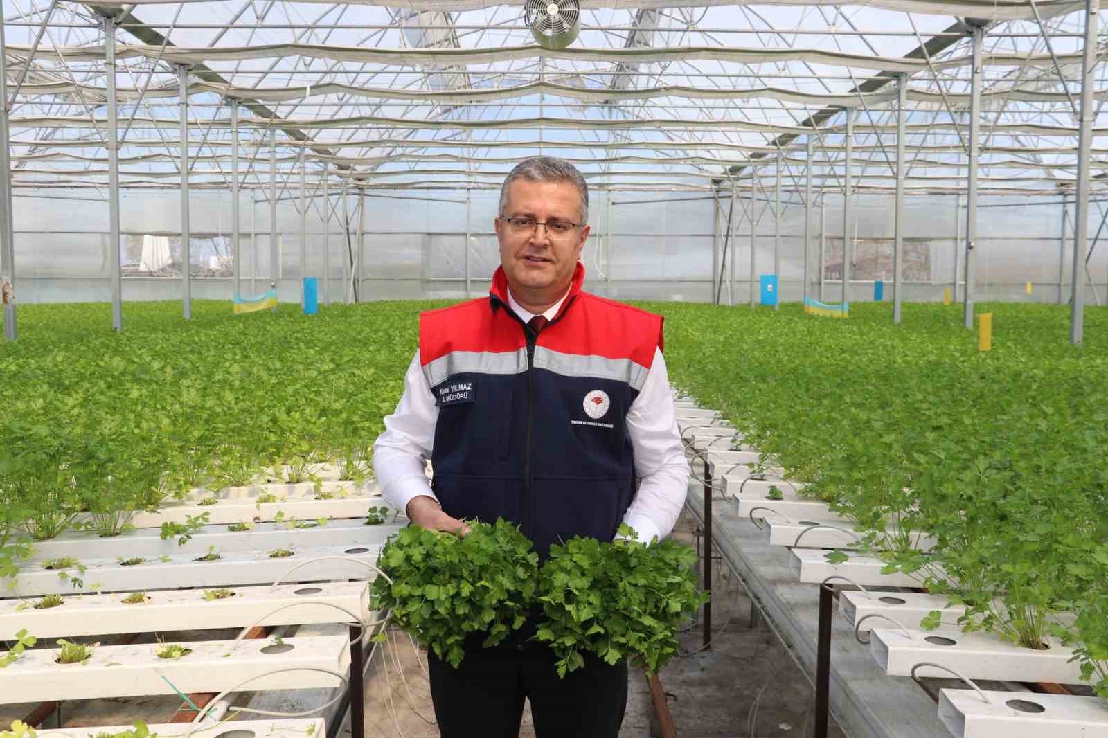 Çarşamba’da hidroponik maydanozda ilk hasat yapıldı